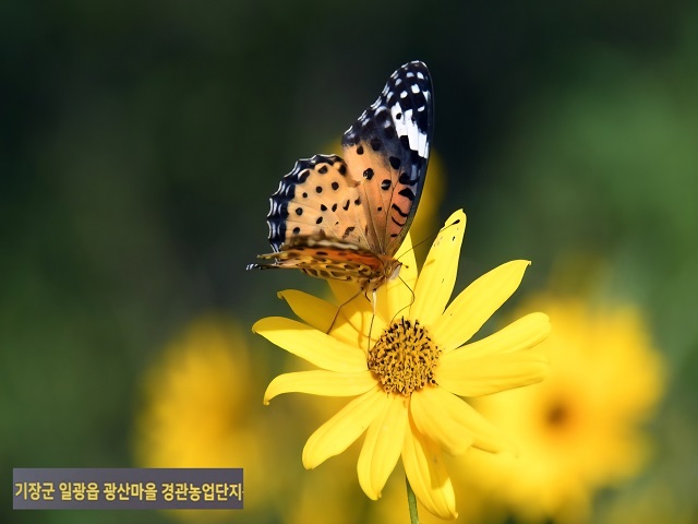 호랑나비와 좁은잎 해바라기00